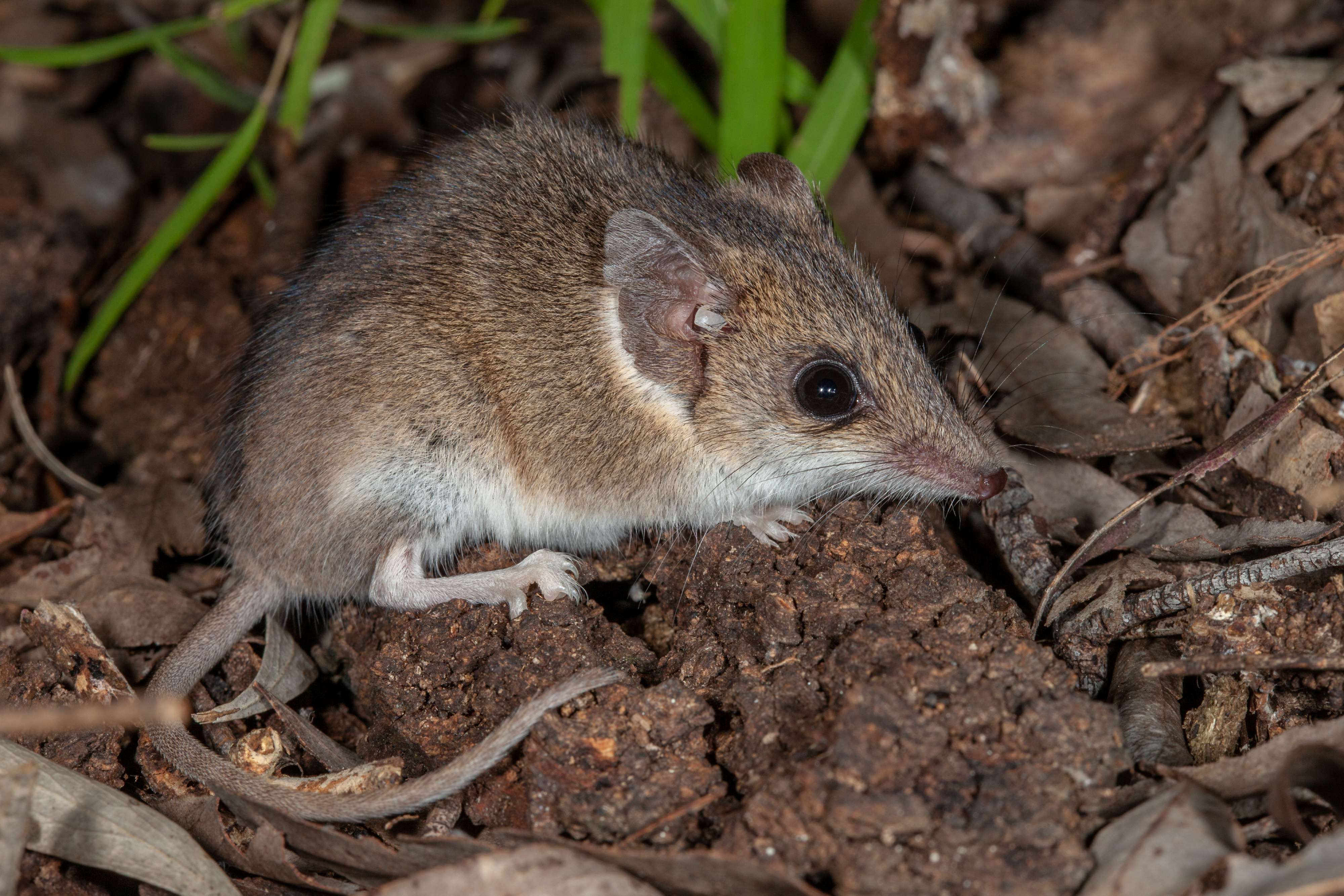 Common Dunnart. Photo S Mahony